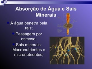 Absorção de Água e Sais 
Minerais 
 A água penetra pela 
raiz; 
 Passagem por 
osmose; 
 Sais minerais: 
Macronutrientes e 
micronutrientes; 
 