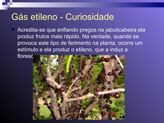 Gás etileno - Curiosidade 
 Acredita-se que enfiando pregos na jabuticabeira ela 
produz frutos mais rápido. Na verdade, quando se 
provoca este tipo de ferimento na planta, ocorre um 
estímulo e ela produz o etileno, que a induz a 
florescer. 
 