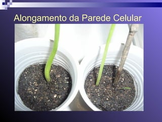 Alongamento da Parede Celular 
 