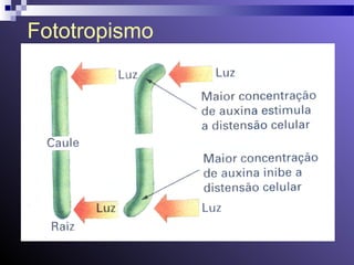 Fototropismo 
 