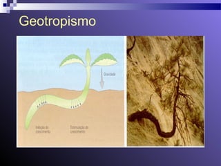 Geotropismo 
 