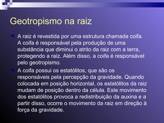 Geotropismo na raiz 
 A raiz é revestida por uma estrutura chamada coifa. 
A coifa é responsável pela produção de uma 
substância que diminui o atrito da raiz com a terra, 
protegendo a raiz. Além disso, a coifa é responsável 
pelo geotropismo. 
 A coifa possui os estatólitos, que são os 
responsáveis pela percepção da gravidade. Quando 
colocada em posição horizontal, os estatólitos da raiz 
mudam de posição dentro da célula. Este movimento 
dos estatólitos provoca a redistribuição da auxina e a 
partir disso, ocorre o movimento da raiz em direção à 
força da gravidade. 
 