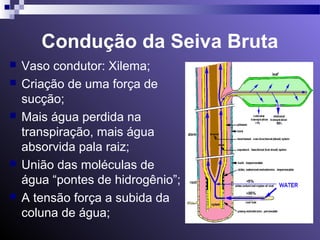 Condução da Seiva Bruta 
 Vaso condutor: Xilema; 
 Criação de uma força de 
sucção; 
 Mais água perdida na 
transpiração, mais água 
absorvida pala raiz; 
 União das moléculas de 
água “pontes de hidrogênio”; 
 A tensão força a subida da 
coluna de água; 
 