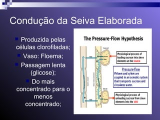 Condução da Seiva Elaborada 
 Produzida pelas 
células clorofiladas; 
 Vaso: Floema; 
 Passagem lenta 
(glicose); 
 Do mais 
concentrado para o 
menos 
concentrado; 
 