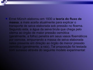  Ernst Münch elaborou em 1930 a teoria do fluxo de 
massa, a mais aceita atualmente para explicar o 
transporte de seiva elaborada sob pressão no floema. 
Segundo esta, a água da seiva bruta que chega pelo 
xilema ao órgão de maior pressão osmótica 
(geralmente, a folha) penetra em seus vasos floemáticos 
por osmose, empurrando a massa de seiva elaborada 
neles presente em direção ao órgão de menor pressão 
osmótica (geralmente, a raiz). Tal proposição foi testada 
com sucesso através do seguinte modelo experimental: 
 