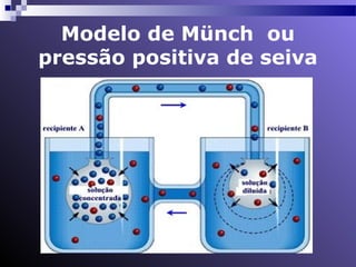 Modelo de Münch ou 
pressão positiva de seiva 
 