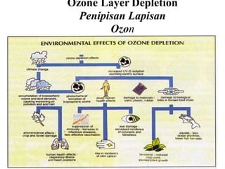 Ozone Layer Depletion
Penipisan Lapisan
Ozon
 