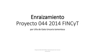 Enraizamiento
Proyecto 044 2014 FINCyT
por Uña de Gato Uncaria tomentosa
Proyecto 044 2014 FINCyT Domesticación de Uncaria
tomentosa
 