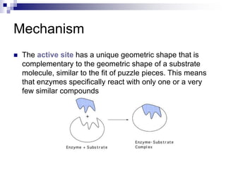 Complementary Shape 2 Enzymes lec .ppt