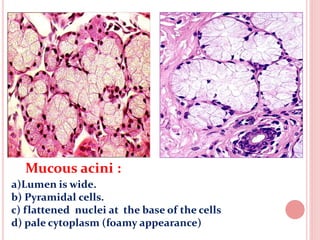 2 Epithelium and CT for 1st year mbbs.pdf