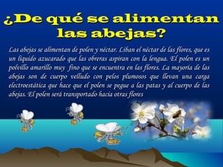 ¿De qué se alimentan
las abejas?
Las abejas se alimentan de polen y néctar. Liban el néctar de las flores, que es
un líquido azucarado que las obreras aspiran con la lengua. El polen es un
polvillo amarillo muy fino que se encuentra en las flores. La mayoría de las
abejas son de cuerpo velludo con pelos plumosos que llevan una carga
electroestática que hace que el polen se pegue a las patas y al cuerpo de las
abejas. El polen será transportado hacia otras flores

 