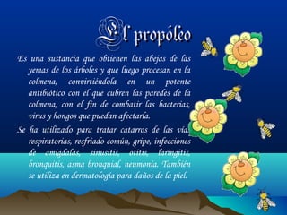El propóleo

Es una sustancia que obtienen las abejas de las
yemas de los árboles y que luego procesan en la
colmena, convirtiéndola en un potente
antibiótico con el que cubren las paredes de la
colmena, con el fin de combatir las bacterias,
virus y hongos que puedan afectarla.
Se ha utilizado para tratar catarros de las vías
respiratorias, resfriado común, gripe, infecciones
de amígdalas, sinusitis, otitis, laringitis,
bronquitis, asma bronquial, neumonía. También
se utiliza en dermatología para daños de la piel.

 