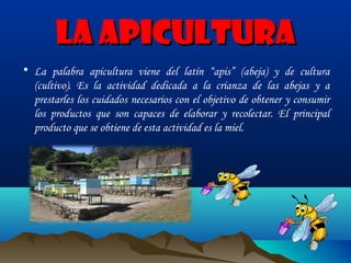 La apicultura
• La palabra apicultura viene del latín “apis” (abeja) y de cultura
(cultivo). Es la actividad dedicada a la crianza de las abejas y a
prestarles los cuidados necesarios con el objetivo de obtener y consumir
los productos que son capaces de elaborar y recolectar. El principal
producto que se obtiene de esta actividad es la miel.

 