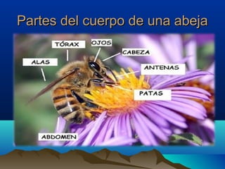 Partes del cuerpo de una abeja

 
