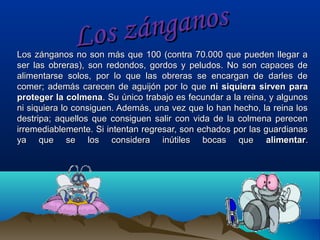 an o s
á ng
os z
L

Los zánganos no son más que 100 (contra 70.000 que pueden llegar a
ser las obreras), son redondos, gordos y peludos. No son capaces de
alimentarse solos, por lo que las obreras se encargan de darles de
comer; además carecen de aguijón por lo que ni siquiera sirven para
proteger la colmena. Su único trabajo es fecundar a la reina, y algunos
ni siquiera lo consiguen. Además, una vez que lo han hecho, la reina los
destripa; aquellos que consiguen salir con vida de la colmena perecen
irremediablemente. Si intentan regresar, son echados por las guardianas
ya que se los considera inútiles bocas que alimentar.

 
