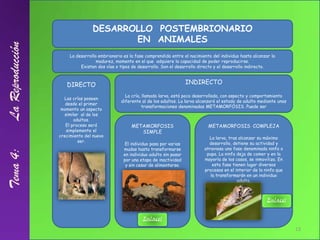 DESARROLLO  POSTEMBRIONARIO                          EN  ANIMALES<br />La desarrollo embrionario es la fase comprendida en...