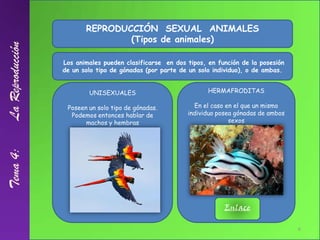 REPRODUCCIÓN  SEXUAL  ANIMALES<br />(Tipos de animales)<br /> Los animales pueden clasificarse  en dos tipos, en función d...