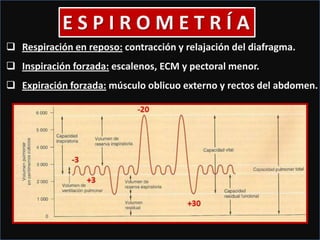 E S P I R O M E T R Í A
Respiración en reposo: contracción y relajación del diafragma.
Inspiración forzada: escalenos, ECM y pectoral menor.
Expiración forzada: músculo oblicuo externo y rectos del abdomen.