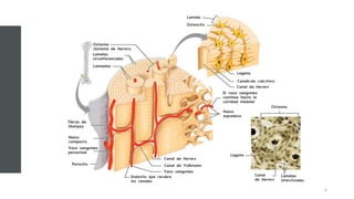 Comprehensive Overview of the Human Skeletal System: Structure ...