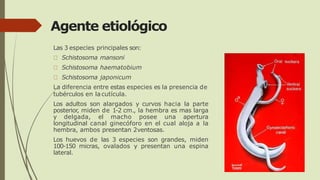 Agente etiológico
Las 3 especies principales son:
Schistosoma mansoni
Schistosoma haematobium
Schistosoma japonicum
La diferencia entre estas especies es la presencia de
tubérculos en la cutícula.
Los adultos son alargados y curvos hacia la parte
posterior, miden de 1-2 cm., la hembra es mas larga
y delgada, el macho posee una apertura
longitudinal canal ginecóforo en el cual aloja a la
hembra, ambos presentan 2ventosas.
Los huevos de las 3 especies son grandes, miden
100-150 micras, ovalados y presentan una espina
lateral.
 