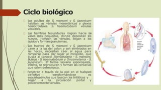 Ciclo biológico
Los adultos de S. mansoni y S. japonicum
habitan las vénulas mesentéricas y plexos
hemorroidales. S. haematobium vénulas
vesicales.
Las hembras fecundadas migran hacia los
vasos mas pequeños, donde depositan los
huevos, rompen las vénulas, llegan a los
tejidos y forman granulomas.
Los huevos de S. mansoni y S. japonicum
caen a la luz del colon y son eliminados en
las heces, necesitan caer al agua para
romperse para dar lugar al miracidio, que
busca al caracol Biomphalaria - S. mansoni,
Bulinus - S. haematobium y Oncomelania - S.
japonicum. 2º forma larvaria esporoquiste,
inmóvil, se reproducen y forman las cercarías
que salen delmolusco.
Penetran a través de la piel en el huésped
definitivo transformándose es
esquistosómulas que buscan los linfáticos y
llegan a la circulación portal y
posteriormente vénulas.
 