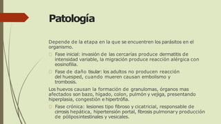 Patología
Depende de la etapa en la que se encuentren los parásitos en el
organismo.
Fase inicial: invasión de las cercarías produce dermatitis de
intensidad variable, la migración produce reacción alérgica con
eosinofilia.
Fase de daño tisular: los adultos no producen reacción
del huesped, cuando mueren causan embolismo y
trombosis.
Los huevos causan la formación de granulomas, órganos mas
afectados son bazo, hígado, colon, pulmón y vejiga, presentando
hiperplasia, congestión e hipertrófia.
Fase crónica: lesiones tipo fibroso y cicatricial, responsable de
cirrosis hepática, hipertensión portal, fibrosis pulmonary producción
de póliposintestinales y vesicales.
 