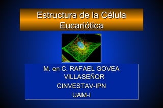 Estructura de la CélulaEstructura de la Célula
EucarióticaEucariótica
M. en C. RAFAEL GOVEAM. en C. RAFAEL GOVEA
VILLASEÑORVILLASEÑOR
CINVESTAV-IPNCINVESTAV-IPN
UAM-IUAM-I
M. en C. RAFAEL GOVEAM. en C. RAFAEL GOVEA
VILLASEÑORVILLASEÑOR
CINVESTAV-IPNCINVESTAV-IPN
UAM-IUAM-I
 