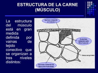 ESTRUCTURA DE LA CARNE
(MÚSCULO)
La estructura
del músculo
está en gran
medida
definida por
vainas de
tejido
conectivo que
se organizan a
tres niveles
distintos:
 