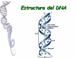 Estructura del DNA
 