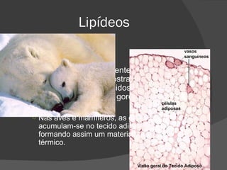 Lipídeos Glicerídeos Em temperaturas ambientes ao redor de 20°C os glicerídeos mostram-se sólidos ou líquidos, sendo conhecidos , respectivamente como gorduras e óleos. Nas aves e mamíferos, as gorduras acumulam-se no tecido adiposo, sob a pele, formando assim um material de isolamento térmico. 