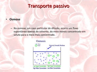 Transporte passivo Osmose Na osmose, um caso particular de difusão, ocorre um fluxo espontâneo apenas do solvente, do meio menos concentrado em soluto para o meio mais concentrado. 