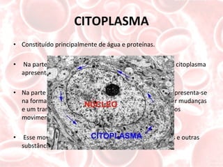CITOPLASMA Constituído principalmente de água e proteínas. Na parte externa da célula, denominada ectoplasma, o citoplasma apresenta-se denso, em estado de gel.  Na parte interna, chamada endoplasma, o citoplasma apresenta-se na forma fluida. Os estados fluido e de gel podem sofrer mudanças e um transformar-se no outro principalmente  durante os movimentos citoplasmáticos, como a ciclose.  Esse movimente permite movimentação dos orgânulos e outras substâncias dentro do citoplasma. 