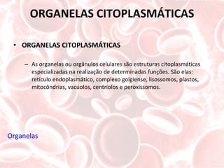 ORGANELAS CITOPLASMÁTICAS ORGANELAS CITOPLASMÁTICAS As organelas ou orgânulos celulares são estruturas citoplasmáticas especializadas na realização de determinadas funções. São elas: retículo endoplasmático, complexo golgiense, lisossomos, plastos, mitocôndrias, vacúolos, centríolos e peroxissomos. Organelas  celulare animal - Vídeo 