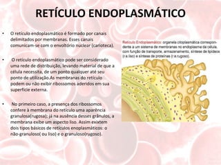 RETÍCULO ENDOPLASMÁTICO O retículo endoplasmático é formado por canais delimitados por membranas. Esses canais comunicam-se com o envoltório nuclear (carioteca). O retículo endoplasmático pode ser considerado uma rede de distribuição, levando material de que a célula necessita, de um ponto qualquer até seu ponto de utilização.As membranas do retículo podem ou não exibir ribossomos aderidos em sua superfície externa. No primeiro caso, a presença dos ribossomos confere à membrana do retículo uma aparência granulosa(rugosa); já na ausência desses grânulos, a membrana exibe um aspecto liso. Assim exixtem dois tipos básicos de retículos enoplasmáticos: o não-granuloso( ou liso) e o granuloso(rugoso). 