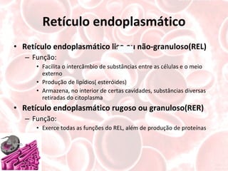 Retículo endoplasmático Retículo endoplasmático liso ou não-granuloso(REL) Função: Facilita o intercâmbio de substâncias entre as células e o meio externo Produção de lipídios( esteróides) Armazena, no interior de certas cavidades, substâncias diversas retiradas do citoplasma Retículo endoplasmático rugoso ou granuloso(RER) Função: Exerce todas as funções do REL, além de produção de proteínas 