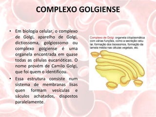 COMPLEXO GOLGIENSE Em biologia celular, o complexo de Golgi, aparelho de Golgi, dictiossoma, golgiossomo ou complexo golgiense é uma organela encontrada em quase todas as células eucarióticas. O nome provém de Camilo Golgi, que foi quem o identificou. Essa estrutura consiste num sistema de membranas lisas quen formam vesículas e sáculos achatados, dispostos paralelamente. 