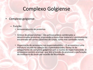 Complexo Golgiense Complexo golgiense: Função: Armazenamento de proteínas Síntese de glicoproteínas – São polissacarídeos combinados a determinadas proteínas, originando o muco.Esse material é commumente encontrado em certas cavidades do corpo, como mas cavidades nasais. Organização do acrossomo nos espermatozóides – O acrossomo é uma estrutura situada na cabeçla dos espermatozóides; forma-se do aclopamento do complexo golgiense com o núcleo do espermatozóide. O acrossomo contém enzimas  que têm a função de promover a perfuração do invóluycro do óvulo por ocasião da fecundação 