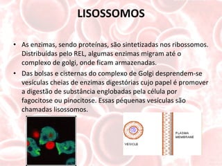 LISOSSOMOS As enzimas, sendo proteínas, são sintetizadas nos ribossomos. Distribuídas pelo REL, algumas enzimas migram até o complexo de golgi, onde ficam armazenadas.  Das bolsas e cisternas do complexo de Golgi desprendem-se vesículas cheias de enzimas digestórias cujo papel é promover a digestão de substância englobadas pela célula por fagocitose ou pinocitose. Essas péquenas vesículas são chamadas lisossomos. 