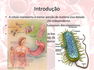 Introdução A célula representa a menor porção de matéria viva dotada da capacidade de autoduplicação independente.  São as unidades estruturais e funcionais dos organismos vivos. Alguns organismos, tais como as bactérias, são unicelulares (consistem em uma única célula). Outros organismos, tais como os seres humanos, são pluricelulares. 