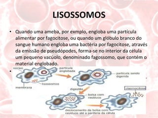 LISOSSOMOS Quando uma ameba, por exmplo, engloba uma partícula alimentar por fagocitose, ou quando um glóbulo branco do sangue humano engloba uma bactéria por fagocitose, através da emissão de pseudópodes, forma-se no interior da célula um pequeno vacúolo, denominado fagossomo, que contém o material englobado. Então, os lisossomos aproximam-se do fagossomo e com ele se fundem, liberando suas enzimas digestórias. Assim, forma-se o vacúolo digestório. 