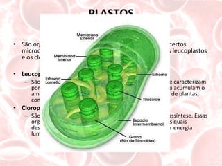 PLASTOS São organelas encontradas em células vegetais ou de certos microorganismos. Os principais tipos de plastos são os leucoplastos e os cloroplastos. Leucoplastos São plastos incolores, desprovidos de pigmentos, que se caracterizam por acumular substâncias nutritivas.Os leucoplastos que acumulam o amido, por exemplo, são comuns em órgãos de reserva de plantas, como a batata, a macaxeira, etc. Cloroplastos São plastos verdes, responsáveis pela realização da fotossíntese. Essas organelas possuem vários tipos de pigmanetos, entre os quais destacam-se as clorofilas, que têm a função de absorver energia luminosa. 