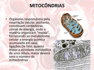 MITOCÔNDRIAS Organelas responsáveis pela respíração celular, portanto, constituem verdadeiras usinas de energia, onde a matéria organica é “moída”, fornecendo ao metabolismo celular a energia química acumulada em saus ligações.De fato, quanto maior a atividade metabólica de uma célula, maior deverá sero o número de mitocôndrias 