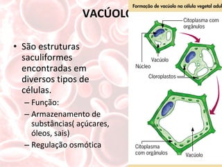VACÚOLOS São estruturas saculiformes encontradas em diversos tipos de células. Função: Armazenamento de substâncias( açúcares, óleos, sais) Regulação osmótica 