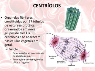 CENTRÍOLOS  Organelas fibrilares constituídas por 27 túbulos de natureza protéica, organizados em nove grupos de três.Os centríolos não aparecem nas células vegetais em geral. Função: Relacionados ao processo de de divisão celular Formação e cordenação dos cílios e flagelos 