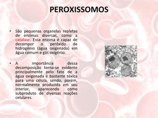 PEROXISSOMOS São pequenas organelas repletas de enzimas diversas, como a  catalase . Essa enzima é capaz de decompor o peróxido de hidrogênio (água oxigenada) em água comum e gás oxigênio.  A importância dessa decomposição torna-se evidente principalmente pelo fato de a água oxigenada é bastante tóxica para uma célula, sendo, porém, normalmente produzida em seu interior, aparecendo como subproduto de diversas reações celulares. 