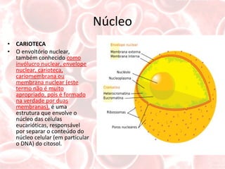 Núcleo CARIOTECA O envoltório nuclear, também conhecido  como invólucro nuclear, envelope nuclear, carioteca, cariomembrana ou membrana nuclear (este termo não é muito apropriado, pois é formado na verdade por duas membranas),  é uma estrutura que envolve o núcleo das células eucarióticas, responsável por separar o conteúdo do núcleo celular (em particular o DNA) do citosol. 