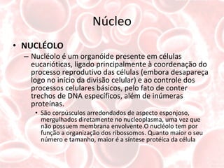 Núcleo NUCLÉOLO Nucléolo é um organóide presente em células eucarióticas, ligado principalmente à coordenação do processo reprodutivo das células (embora desapareça logo no início da divisão celular) e ao controle dos processos celulares básicos, pelo fato de conter trechos de DNA específicos, além de inúmeras proteínas. São corpúsculos arredondados de aspecto esponjoso, mergulhados diretamente no nucleoplasma, uma vez que não possuem membrana envolvente.O nucléolo tem por função a organização dos ribossomos. Quanto maior o seu número e tamanho, maior é a síntese protéica da célula 