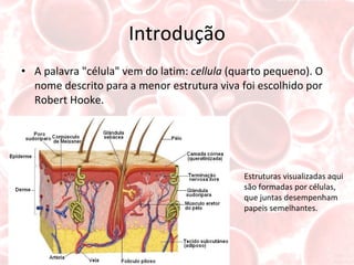 Introdução A palavra "célula" vem do latim:  cellula  (quarto pequeno). O nome descrito para a menor estrutura viva foi escolhido por Robert Hooke. Estruturas visualizadas aqui são formadas por células, que juntas desempenham papeis semelhantes. 