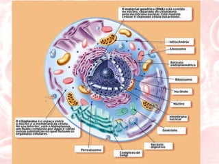 Estrutura celular Na célula , estudaremos as  organelas, o citoplasma e o núcleo : 