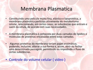 Membrana Plasmatica Constituindo uma película muito fina, elástica e lipoprotéica, a membrana plasmática participa ativamente do metabolismo celular, selecionando, em certos casos, as substâncias que entram e saem da célula, de acordo com suas necessidades. A membrana plasmática é composta por duas camadas de lipídios e moléculas de proteínas encaixadas entre estas camadas. Algumas proteínas da membrana teriam papel enzimático, podendo, inclusive, alterar a sua forma e, assim, abrir ou fechar uma determinada passagem, permitindo ou impedindo o fluxo de certas substâncias. Controle do volume celular ( vídeo ) 